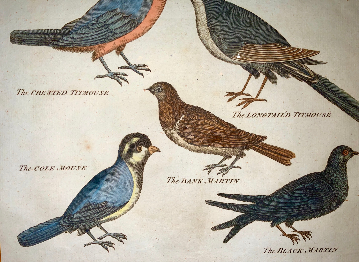 1785 Walker sculp. - Tall folio hand coloured - BIRDS Tits Wagtails Martins