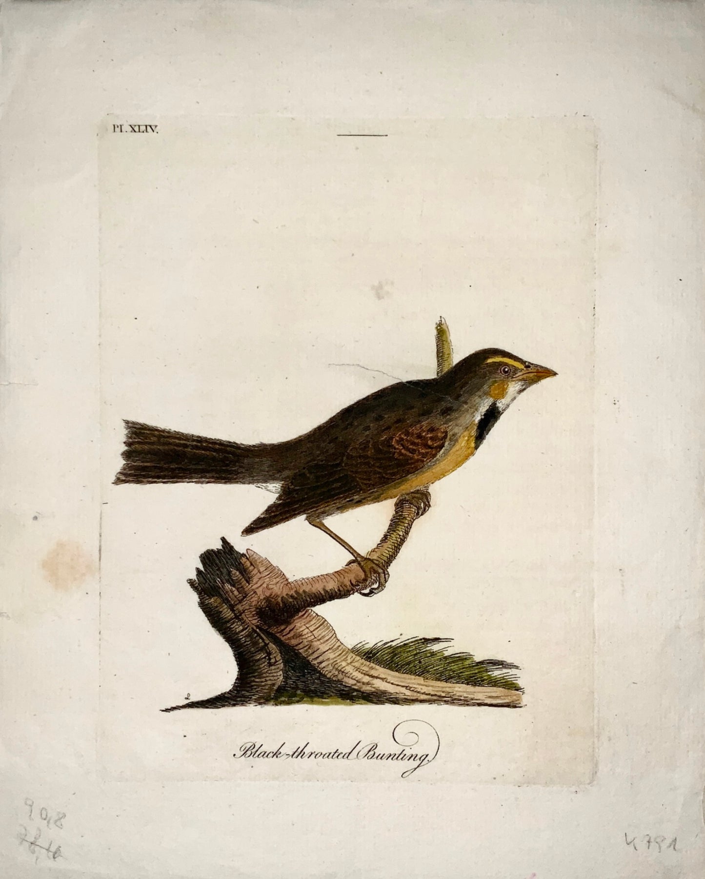 1785 John Latham - Synopsis - BUNTING - hand coloured - Ornithology