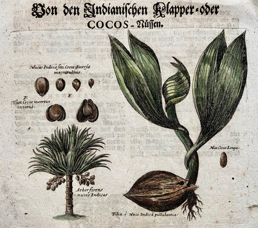 1704 COCONUT Fruit Botany - M. Valentini (1657-1729) - copper engraving