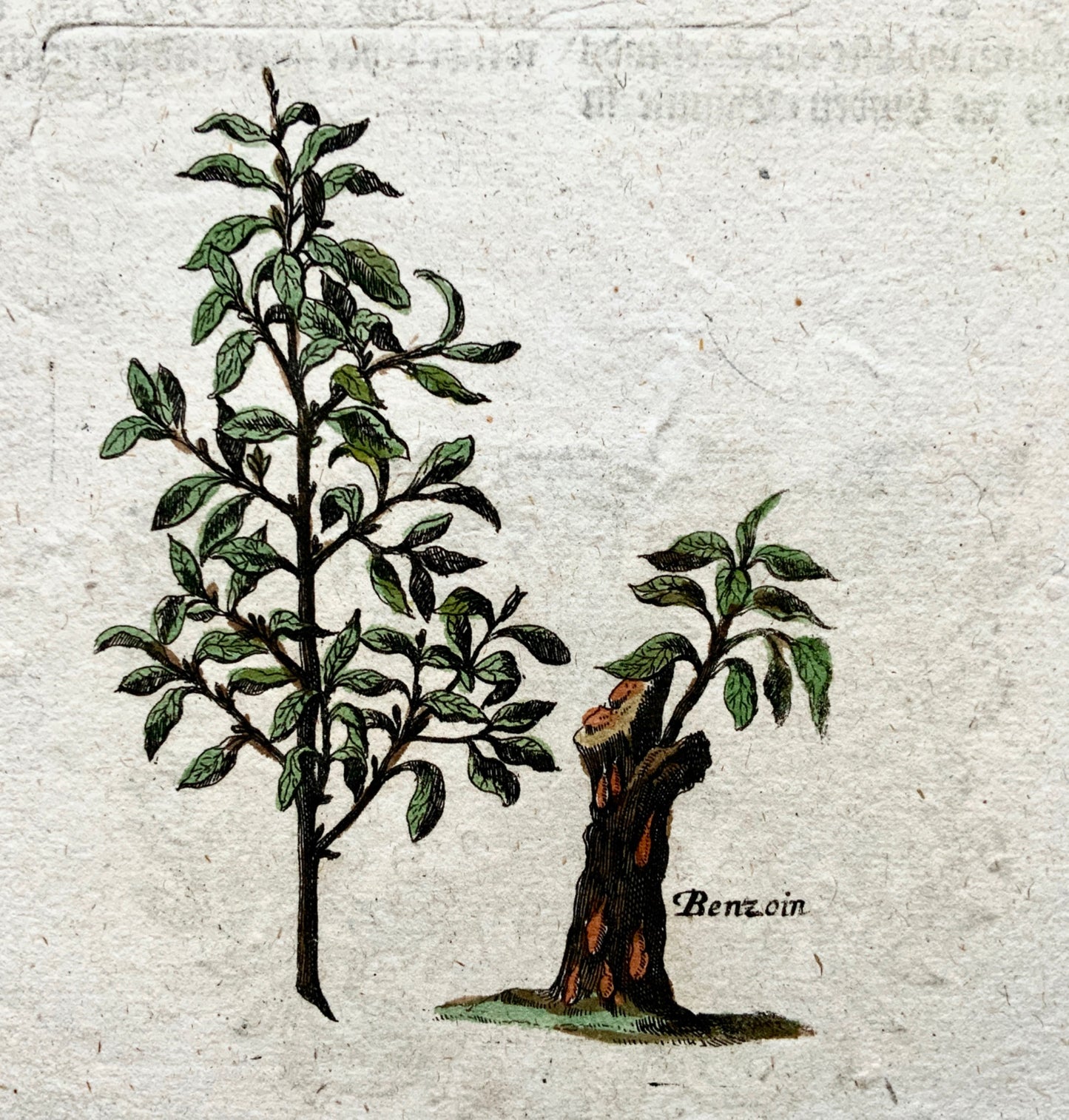 1704 Botany Ferula assa-foetida - M. Valentini (1657-1729) - copper engraving