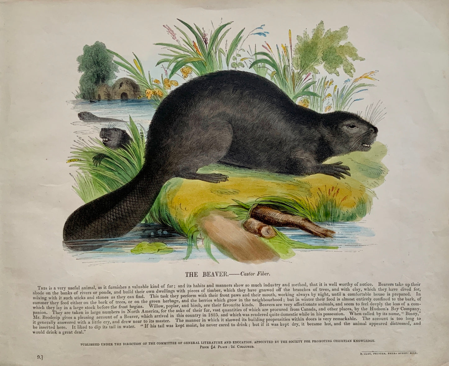1845 BEAVER - Mammal - Josiah Wood Whymper (1813-1903) - large coloured woodcut