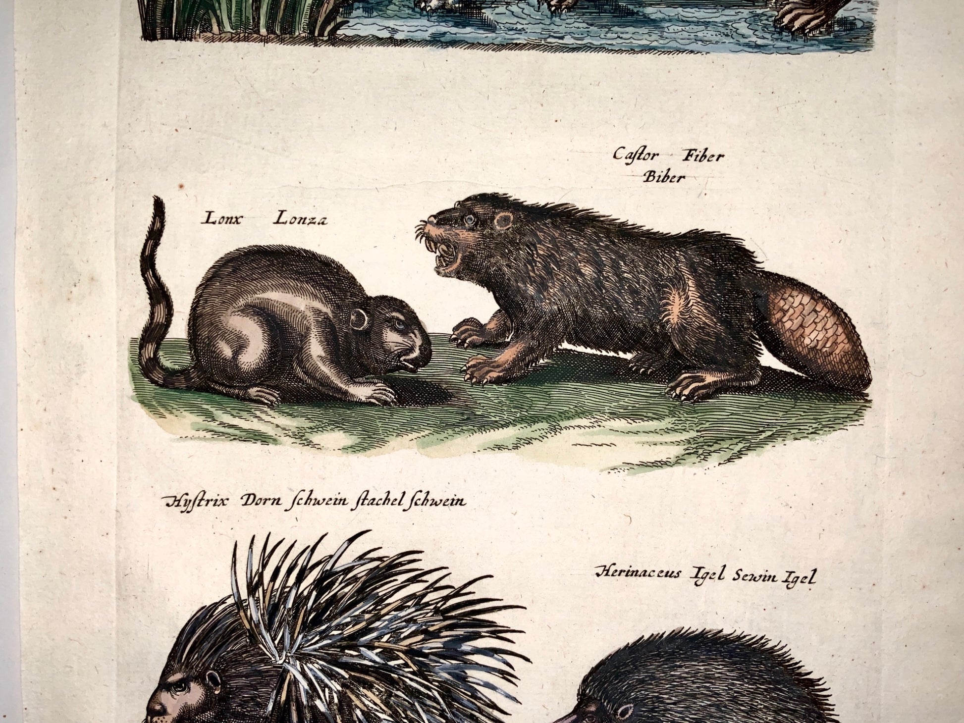 1657 BEAVER OTTER Seal Porcupine - Matt. MERIAN Folio Handcolored Engraving - Mammals