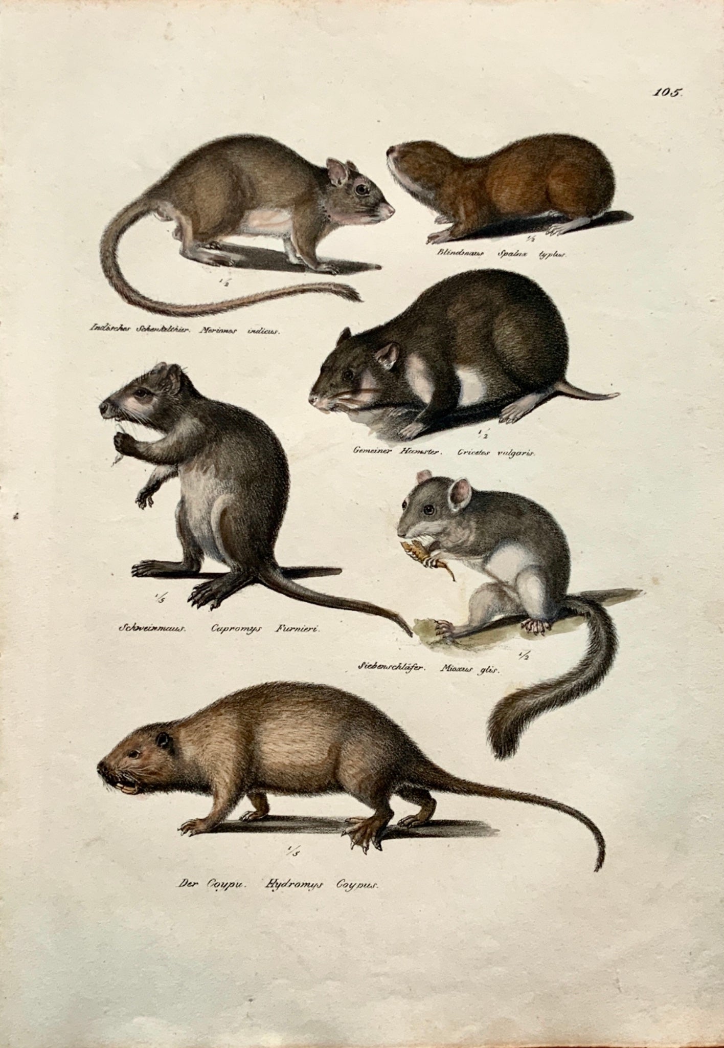 1824 Rodents: Hamster, Mice, Rats - K.J. Brodtmann hand colored FOLIO lithograph - Mammals