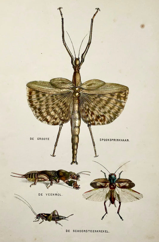1864 Crickets, Grasshopper, Insects, quarto hand colored stone lithograph