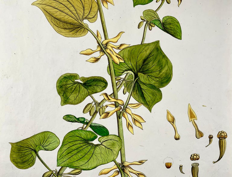 1788 JJ Plenck, Aristolochia Clematitis, Birthwort, Folio grande, colorato a mano, botanica