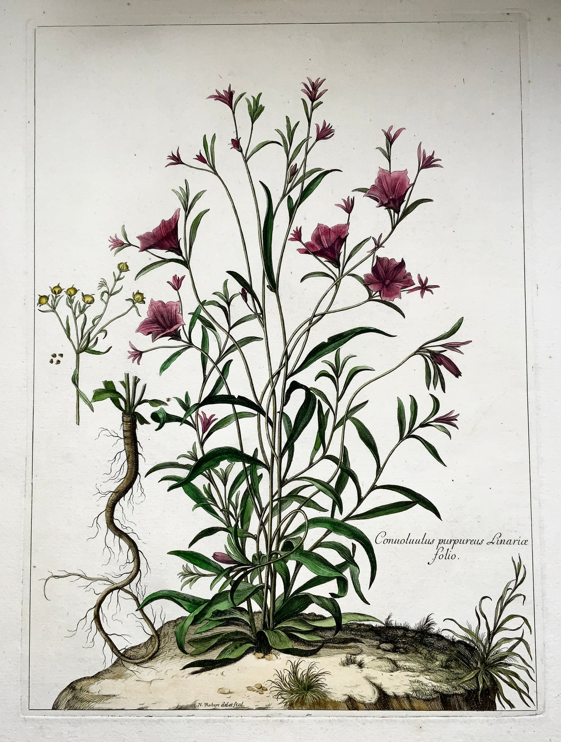 Nicholas Robert (1610-1684) - Bindweed - Botanical Rarissimum 54cm