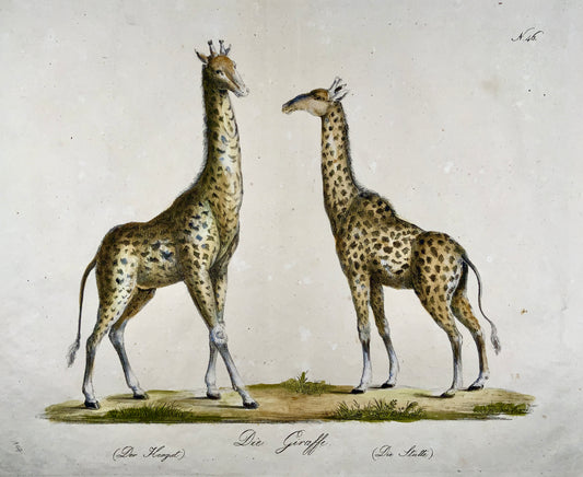 1816 GIRAFFES - Imp. folio 42.5 cm 'Incunabula of Lithography' - Mammals