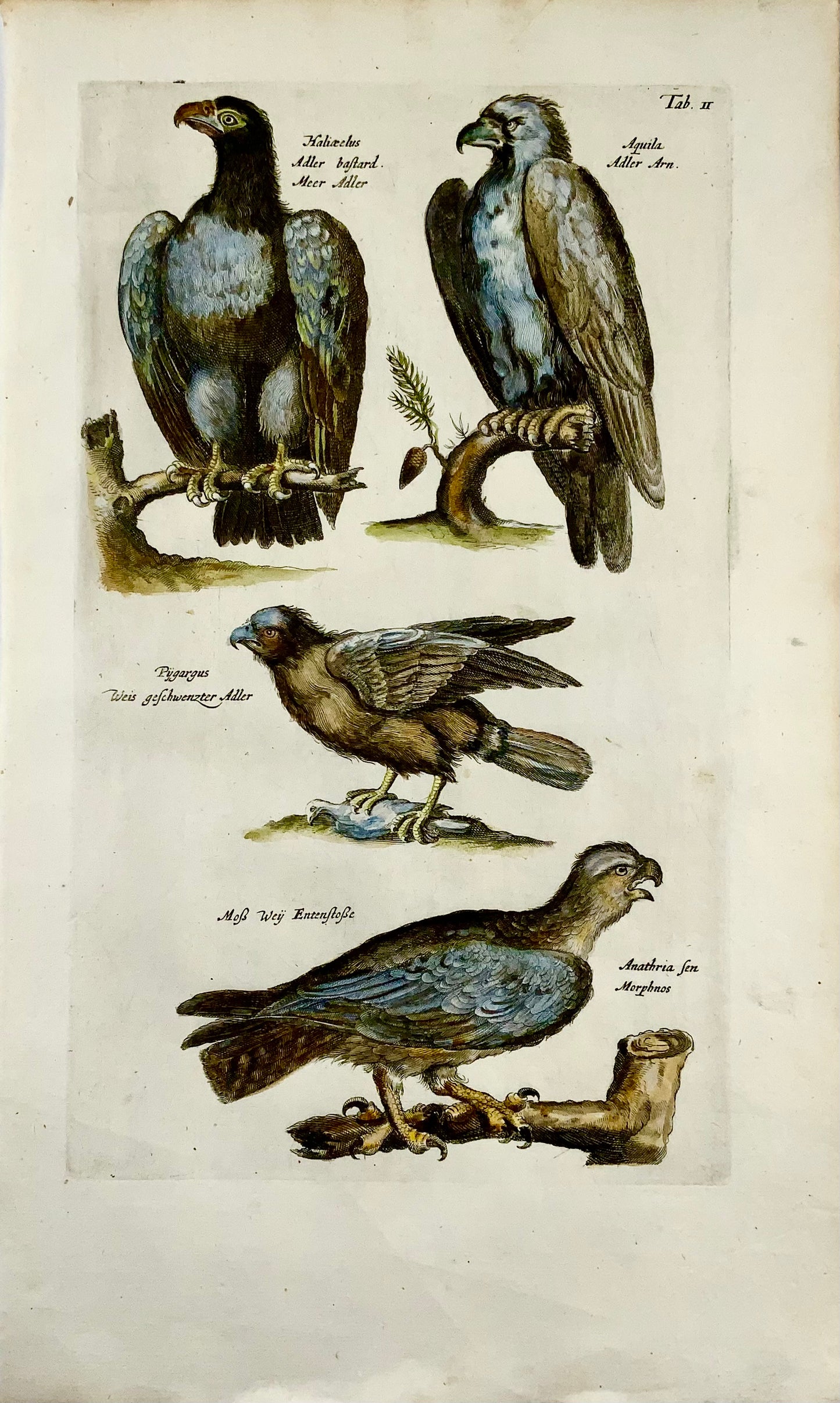 1657 Oiseaux de proie, Aigles - Gravure coloriée à la main Matt MERIAN Folio - Ornithologie