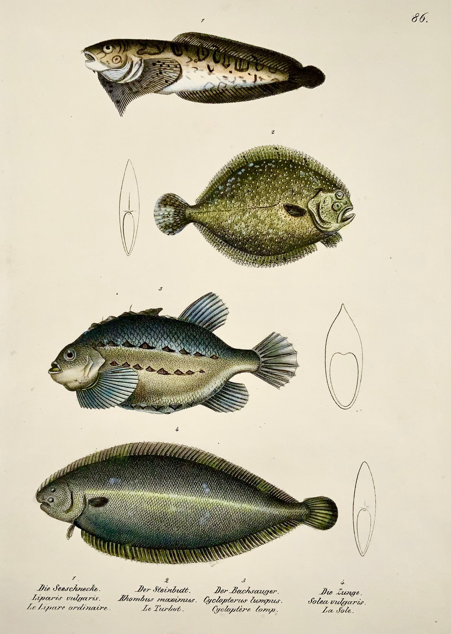 1833 H. Schinz (b. 1777) Snailfish, Sole, Brill Handcoloured stone lithograph