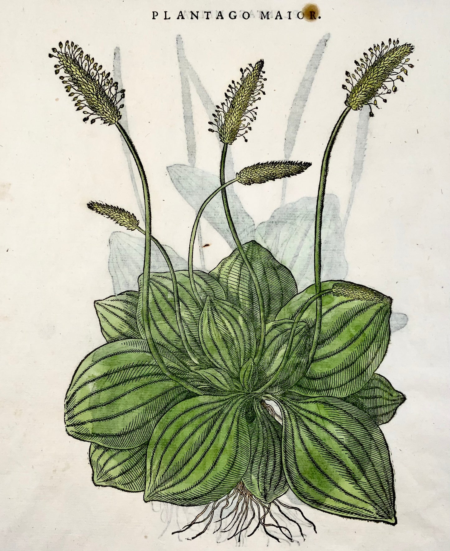1562 Piantaggine [Plantago] - Matthioli Botanical - Folio 2 xilografie - Colore a mano