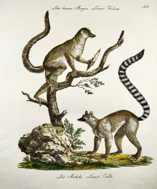 1816 Lémurien mangouste, Imp. Folio 'Incunables de Lithographie' Couleur à la Main - Mammifère