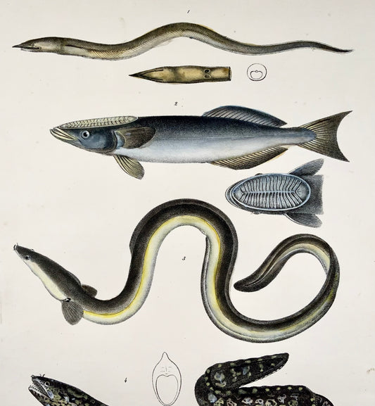 1833 H. Schinz (1777-1861) Morey Eel, pesce Echeneis, litografia in pietra colorata a mano