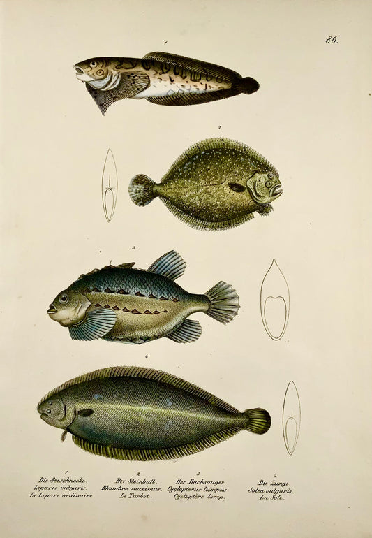 1833 H. Schinz (n. 1777) Pesce lumaca, sogliola, brill Litografia su pietra colorata a mano