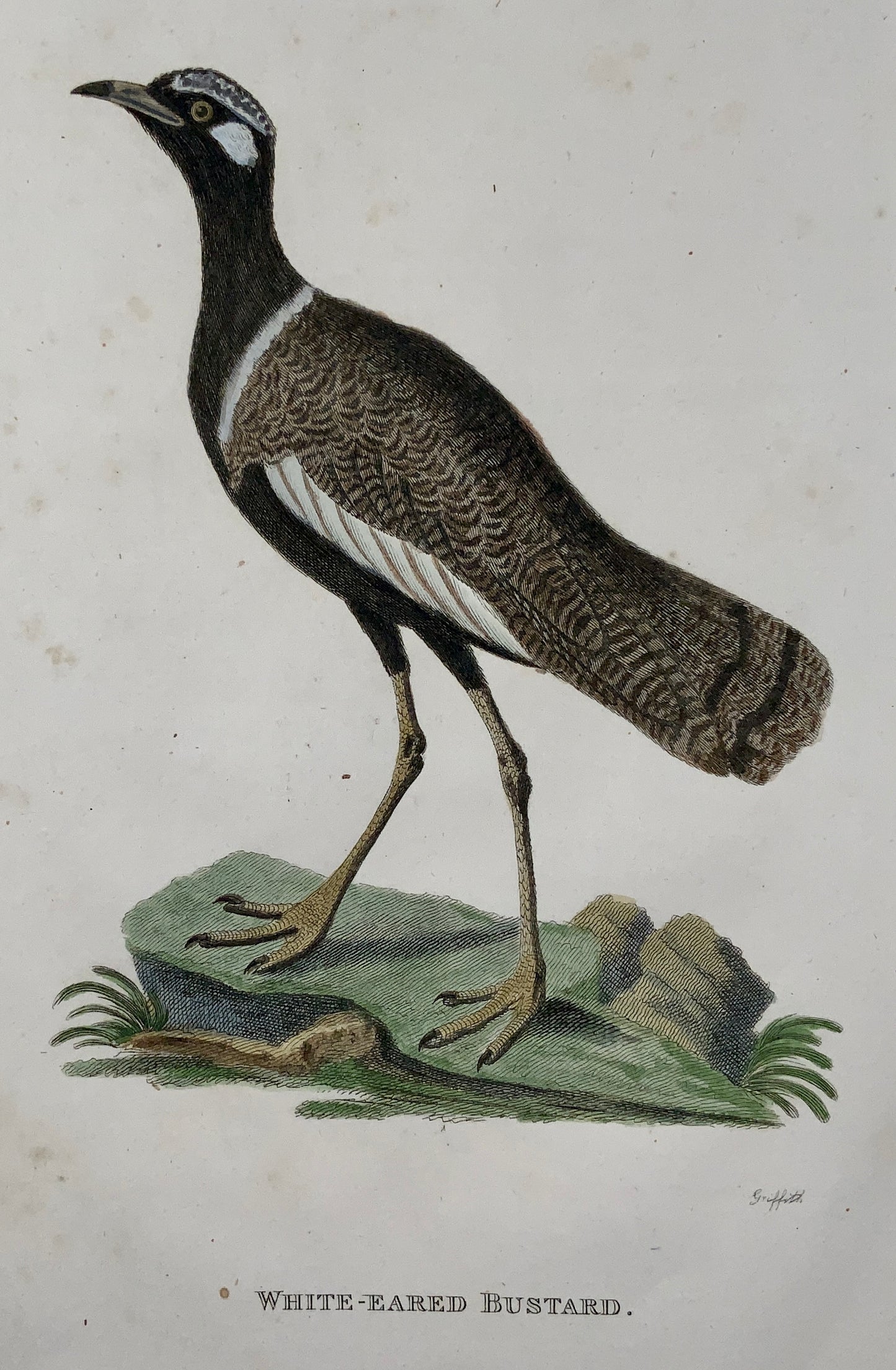 1805 M. Griffiths - White Eared BUSTARD - fine first impression in hand colour - Ornithology