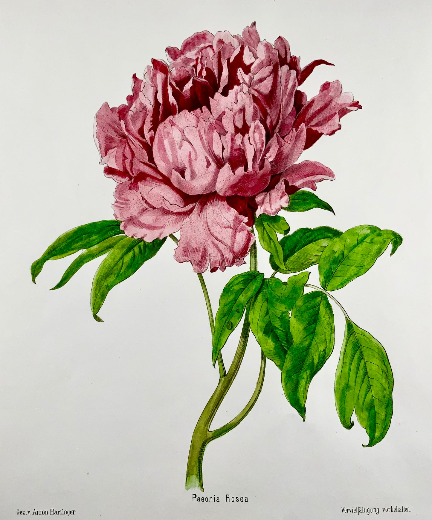 1860c Anton Hartinger, Paeonia Rose, litografia su pietra colorata a mano, folio, botanica