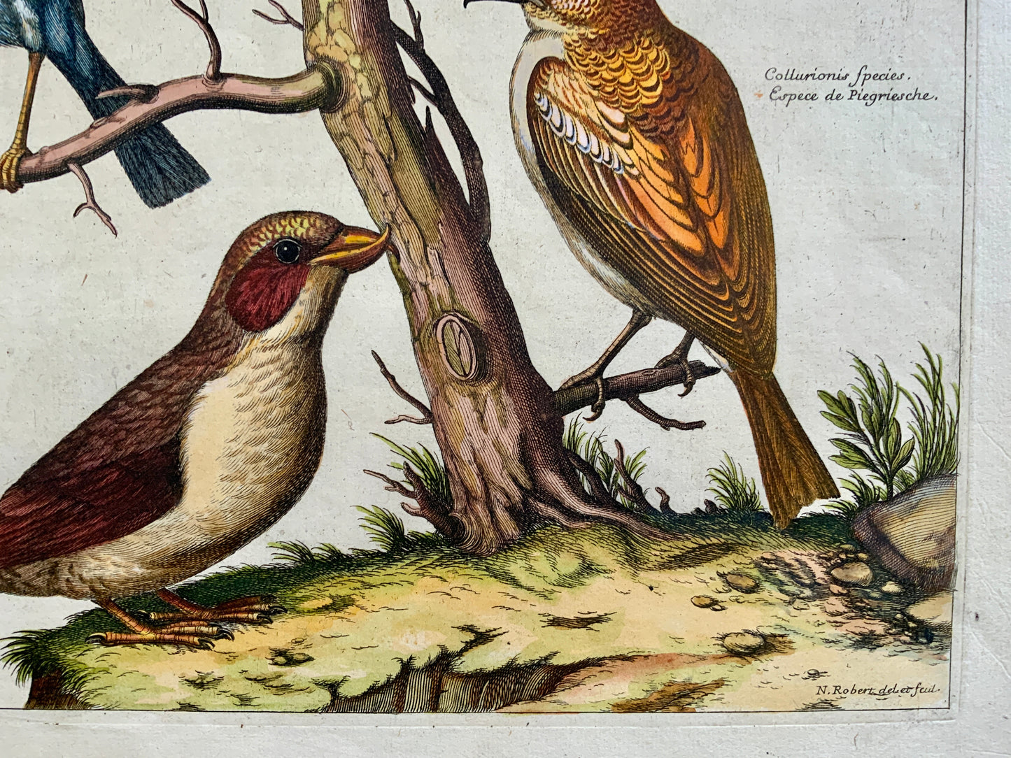 1673 Nicholas Robert (1610-1684); Chaffinch Finch Shrike - 46.5 cm - Ornithology - Master Engraving