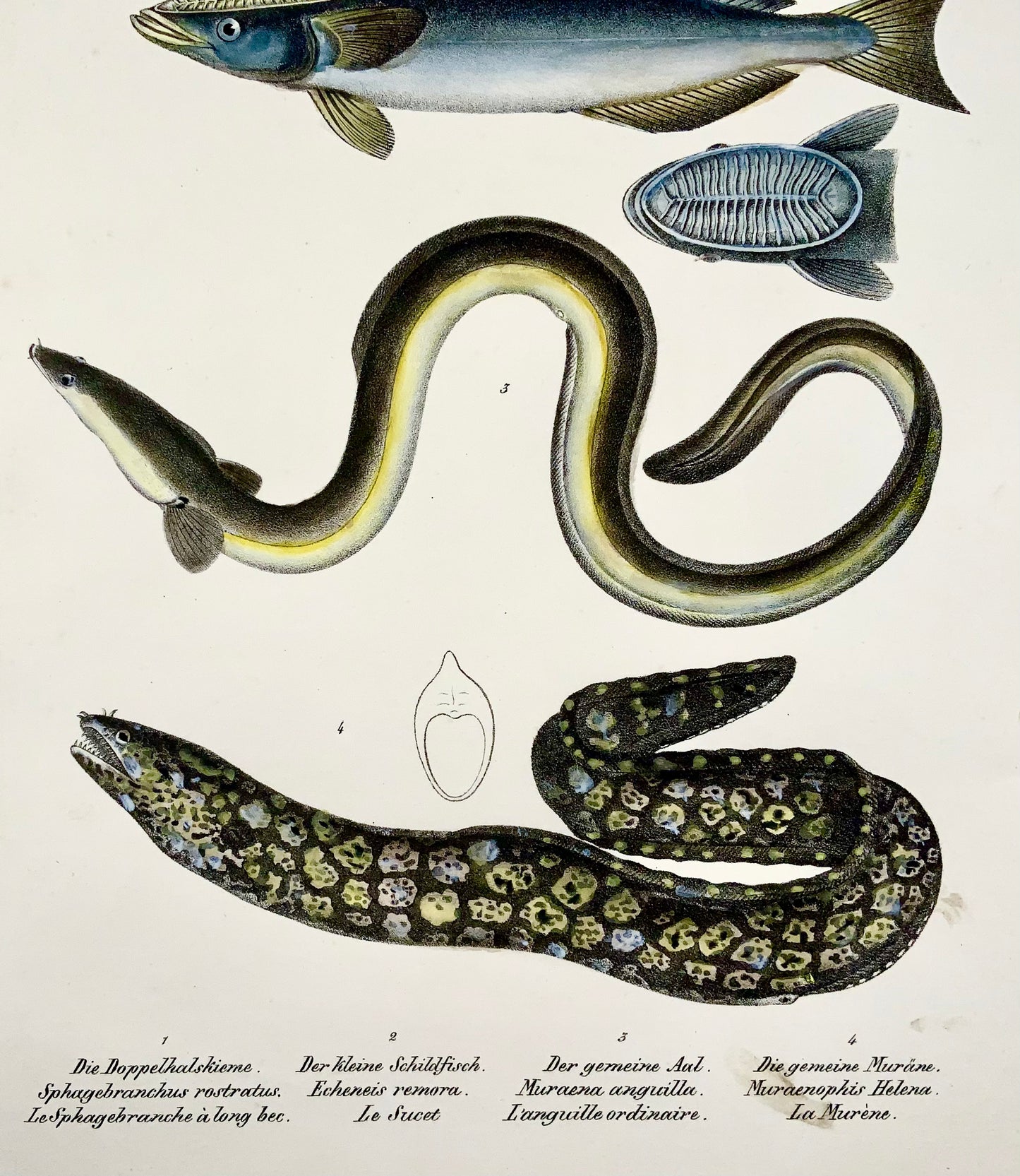 1833 H. Schinz (1777-1861) Morey Eel, Echeneis Fish, Handcoloured stone lithograph