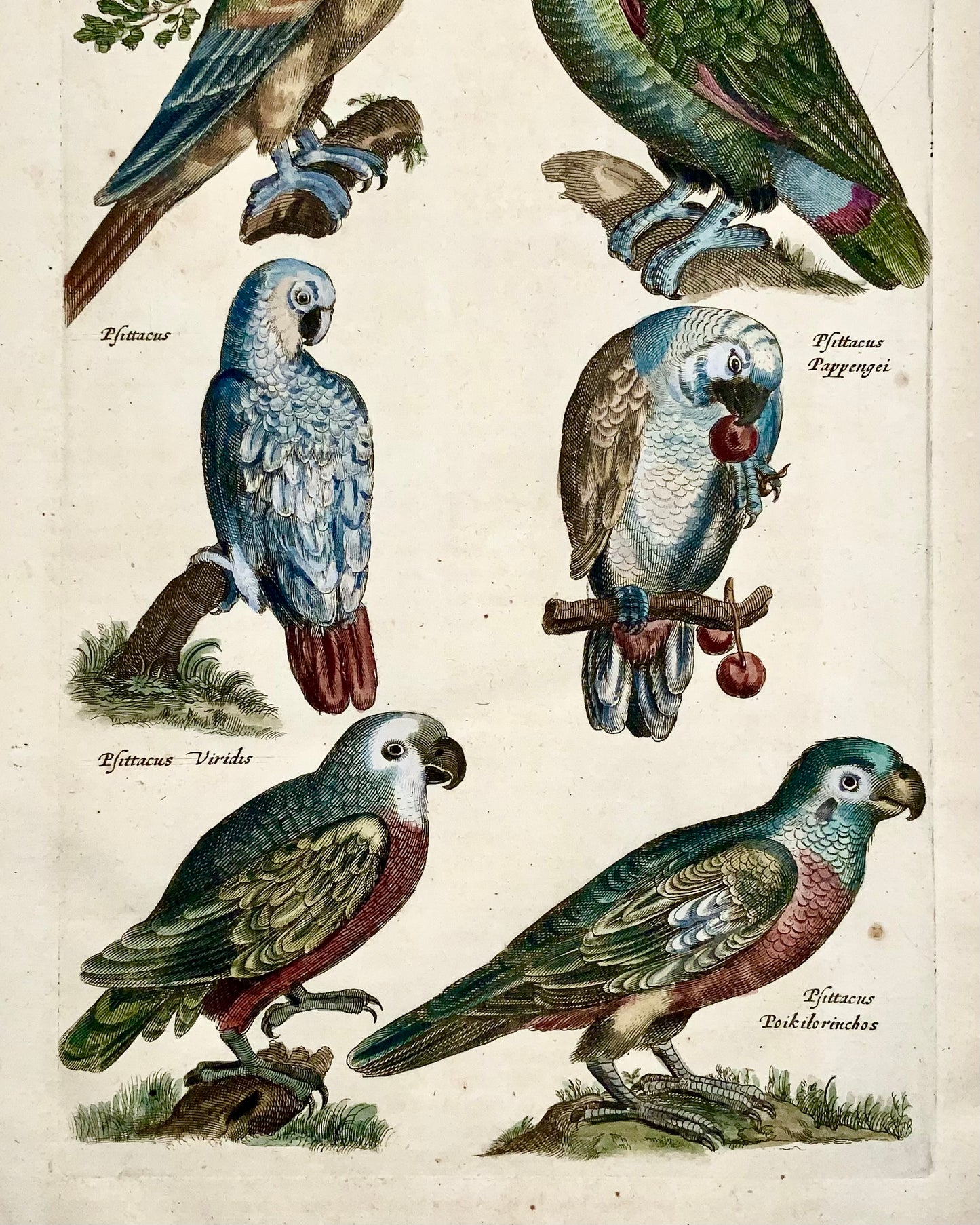 1657 Matthaus Merian, Pappagalli [Psitticus], bel foglio colorato a mano - Ornitologia