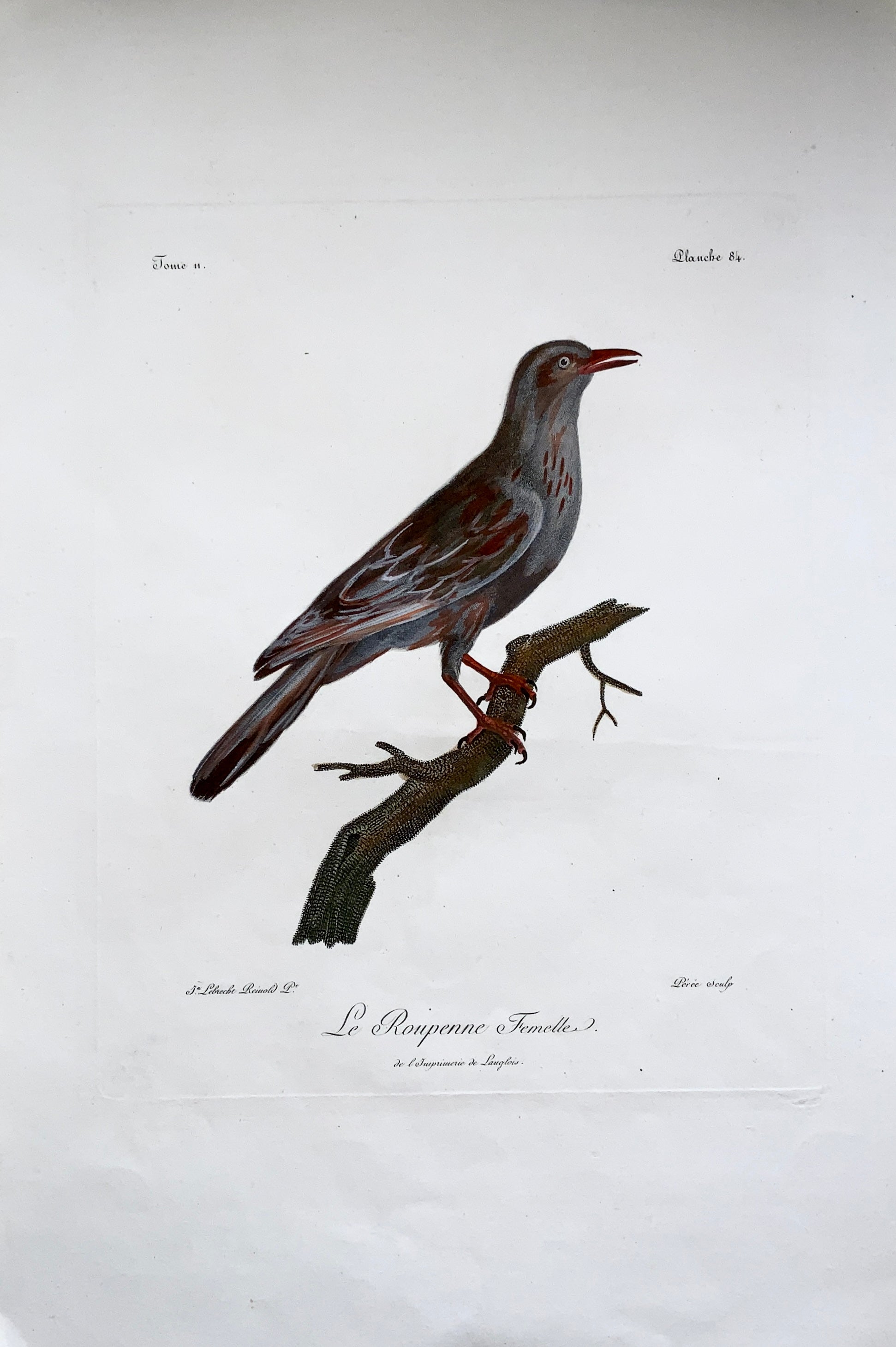 Francois Le Vaillant (1753-1824) Perez after Reinhold - Red-winged Starling - Ornithology