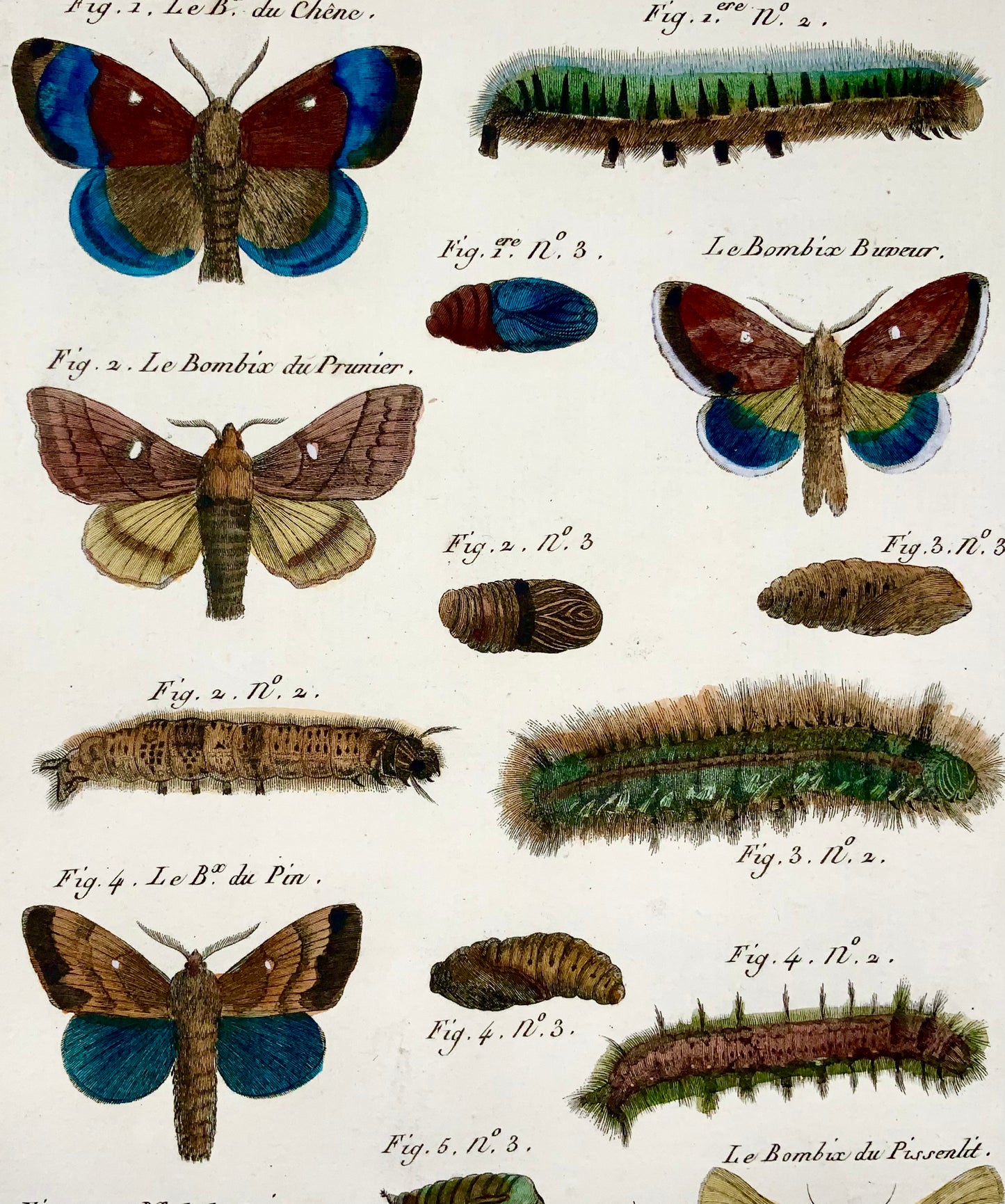 1794 Latreille; Butterflies Bombix - Handcoloured quarto copper engraving - Insects