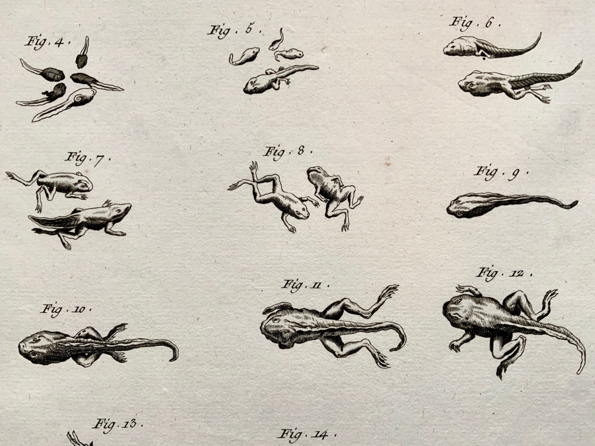 1777 Tadpole Polliwog Frog Metamorphosis - large folio - Diderot - Amphibians