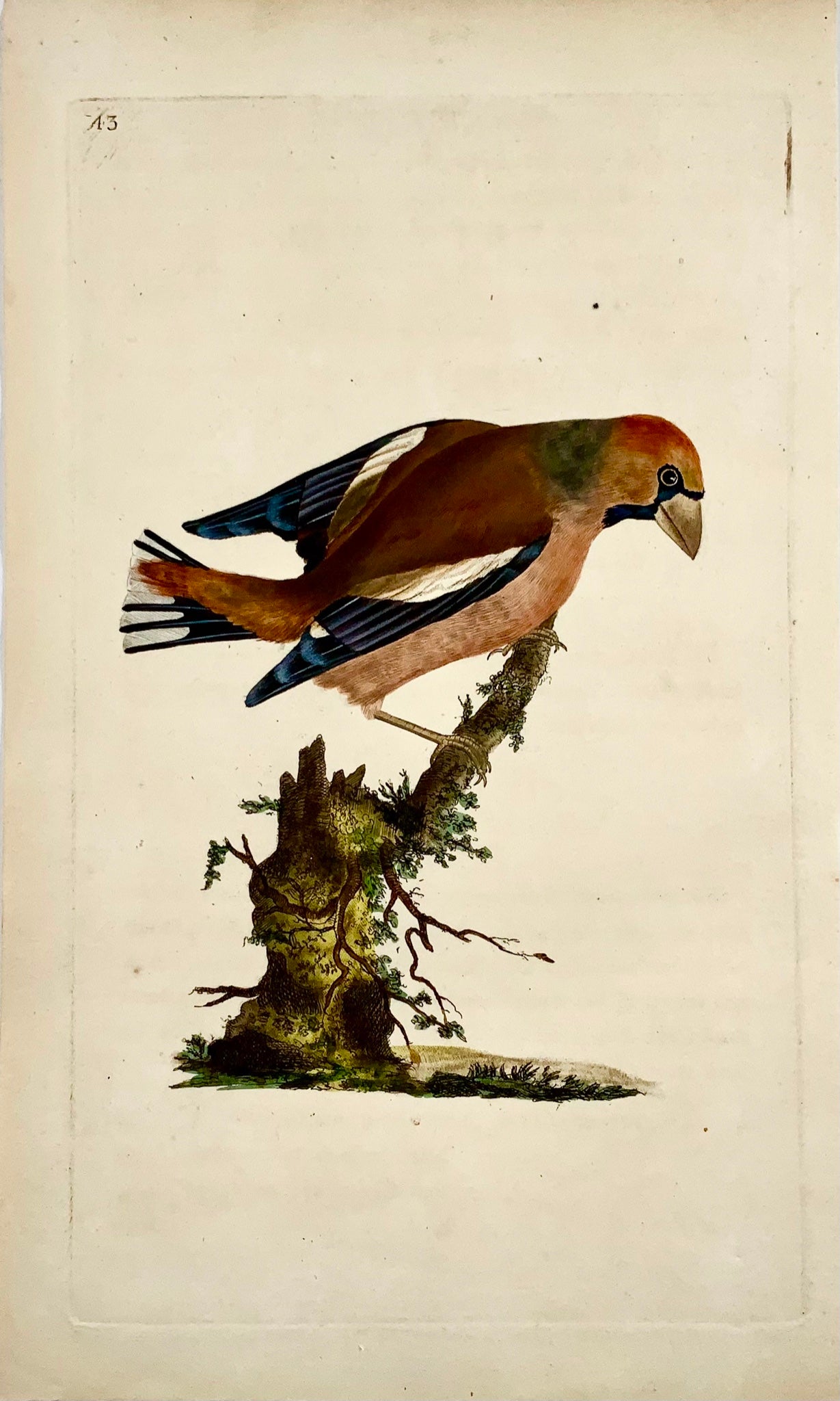 1794 Edward Donovan - GROSBEAK Bird - gravure sur cuivre colorée à la main exquise