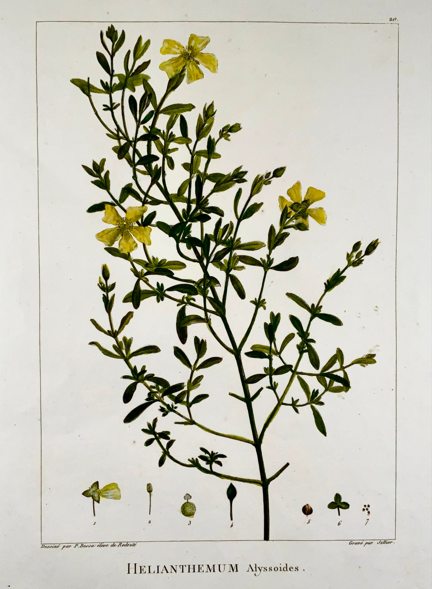 1803 Sellier after Bessa and Redoute - SUNROSE 51 x 34 cm. Hand coloured - Botany