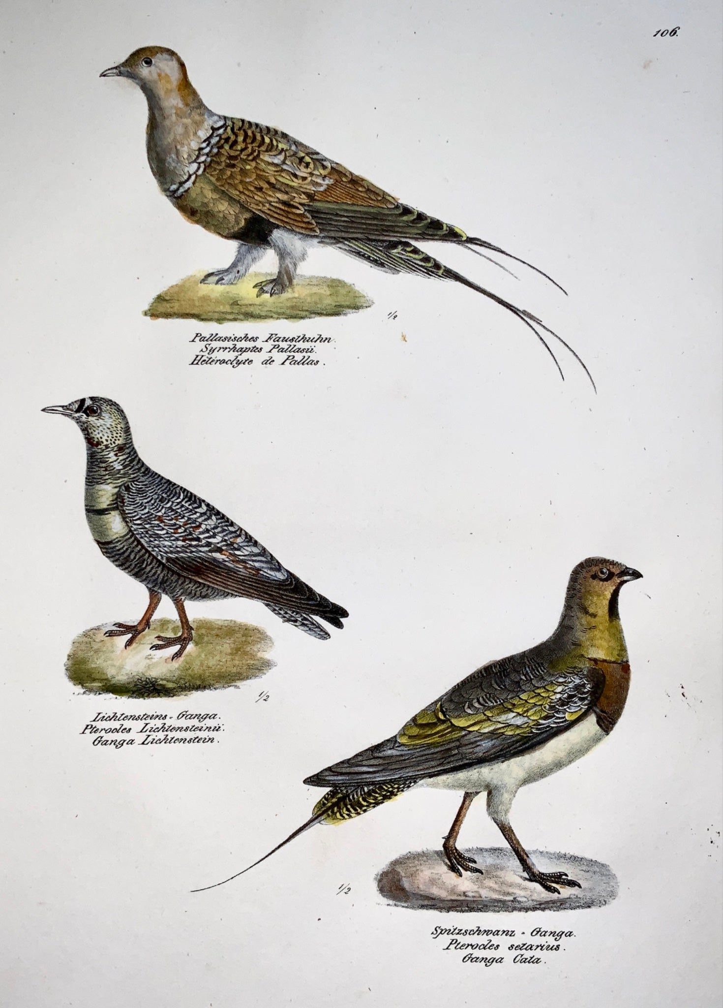 1830 SANDGROUSE - Ornithology - Brodtmann hand coloured FOLIO stone lithograph