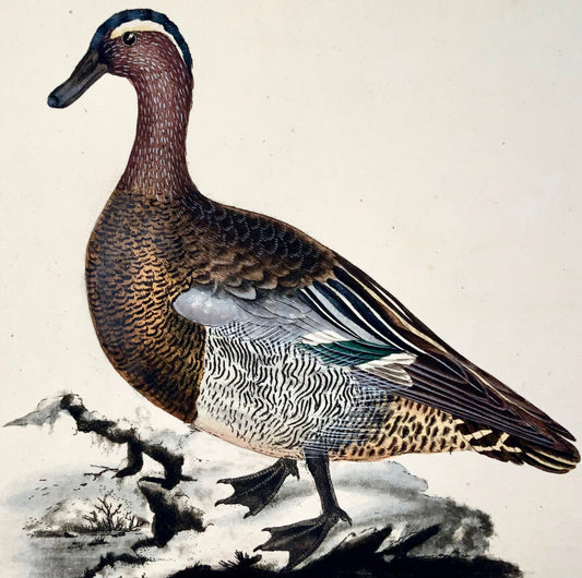 1794 Edward Donovan, Garganey Duck, ornithologie, fine gravure colorée à la main 
