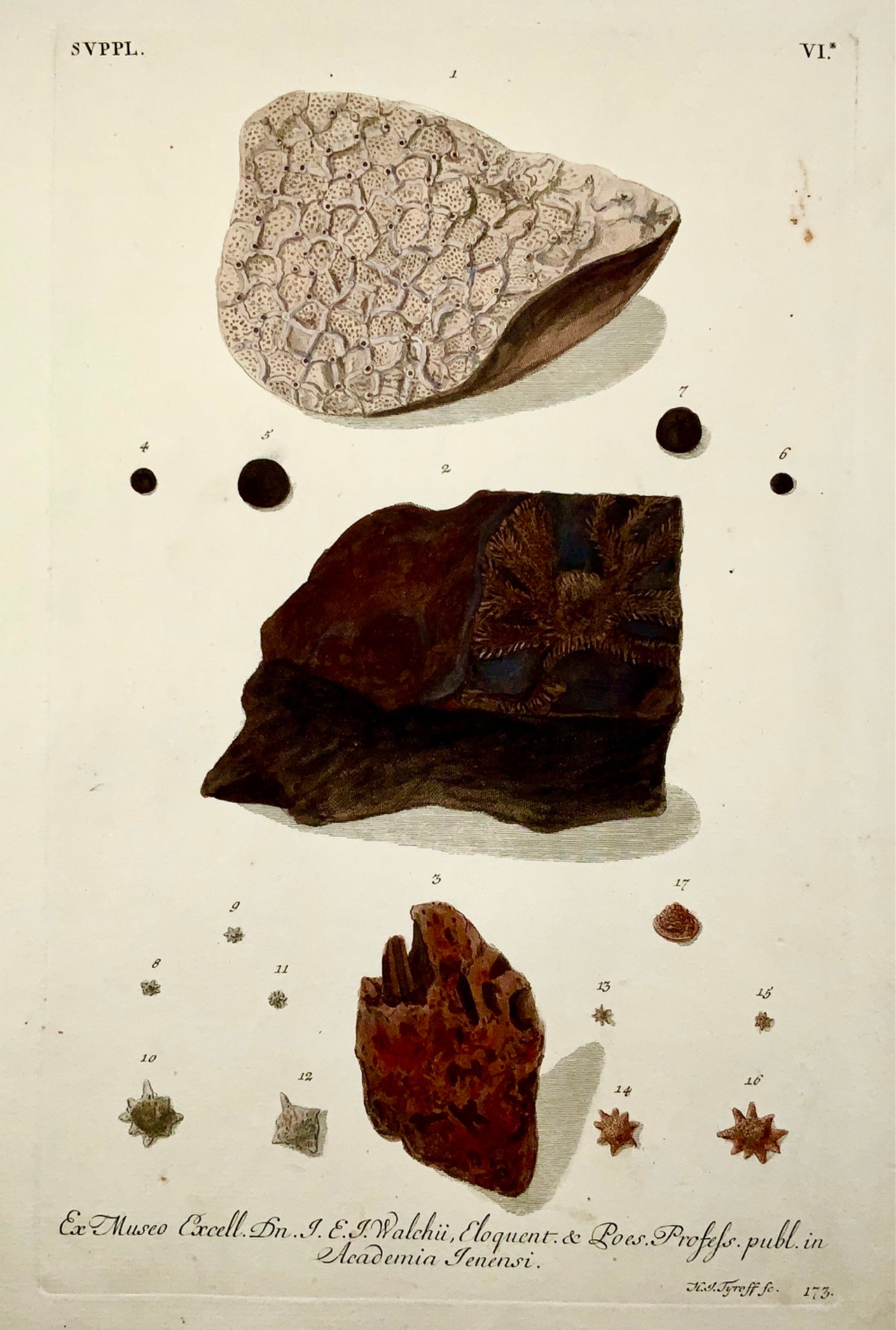 1764 G. W. Knorr (1705-1761); Large FOLIO Palaeontology Fossils Geology (VI)