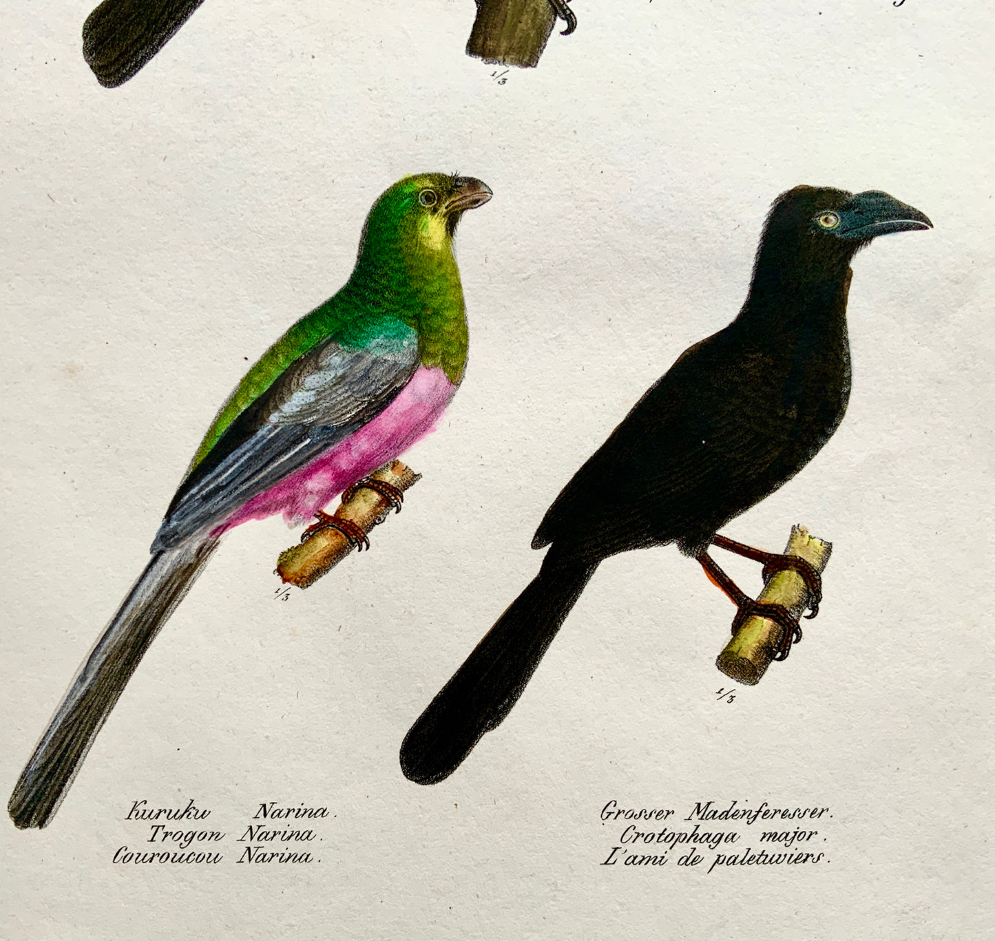 1830 TUCAN Trogon Ornithology - Brodtmann hand coloured FOLIO lithography