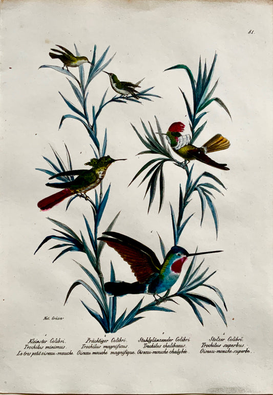 1830 HUMMINGBIRDS Ornithology - Brodtmann hand coloured FOLIO lithography