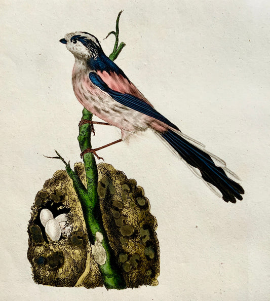 1794 Edward Donovan - TITMOUSE Ornithology - hand coloured copper engraving