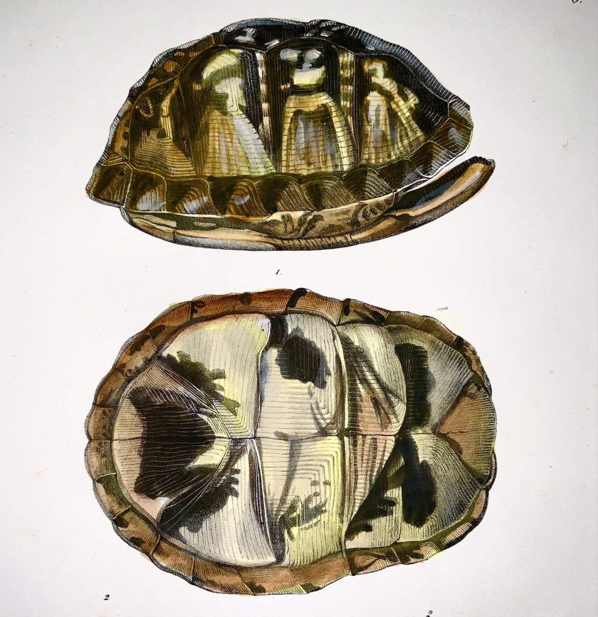 1833 H.R. Schinz (b1777) - BOX TURTLE - Hand colour stone lithograph - Amphibian