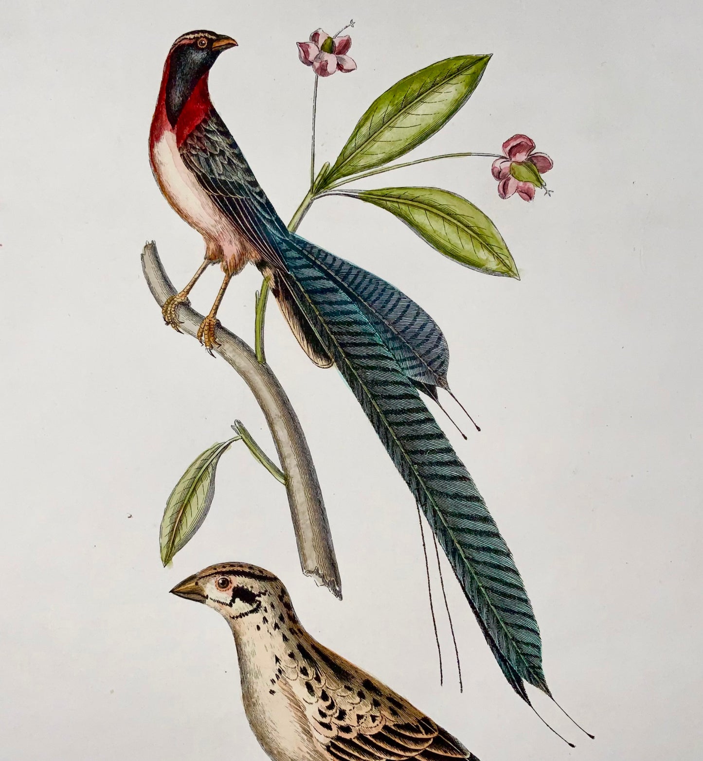 1846 Whidah Weaver, ornithology, Cpt. Brown, hand coloured, large folio (36cm)