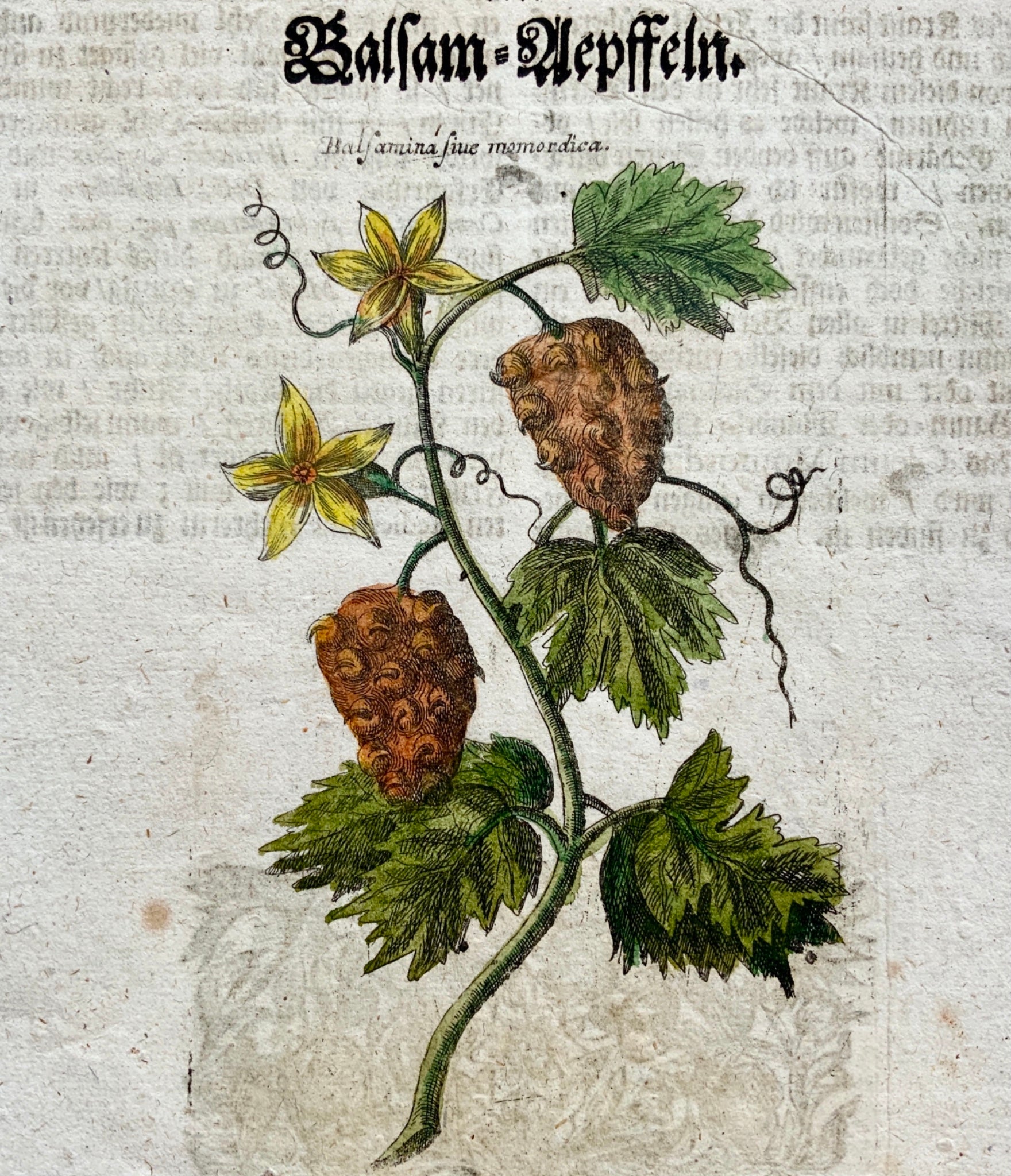 1704 Balsam APPLE - M. Valentini (1657-1729) - copper engraving - Botany