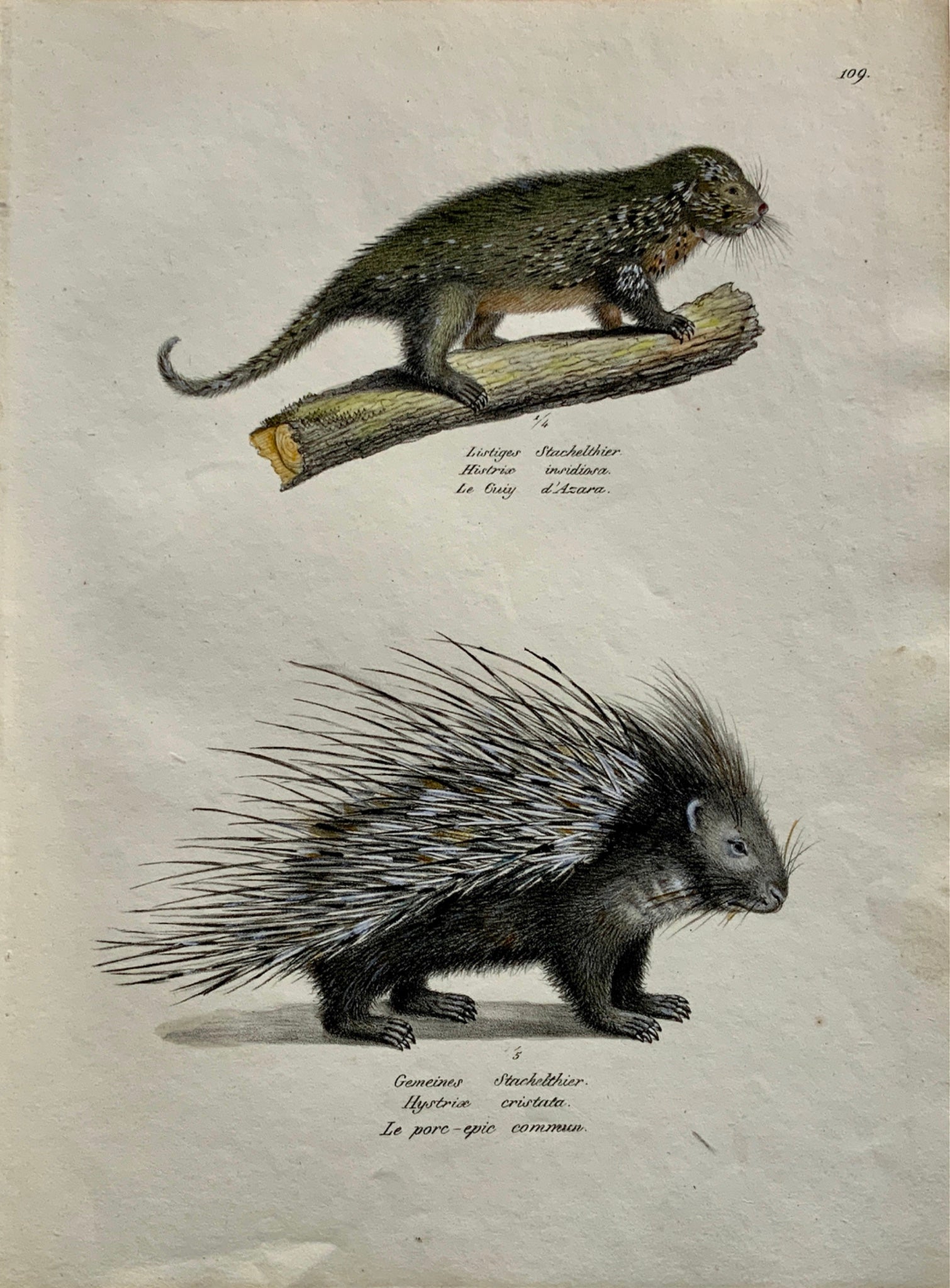 1824 Porcupine Histrix - K.J. Brodtmann hand colored FOLIO lithograph - Mammals