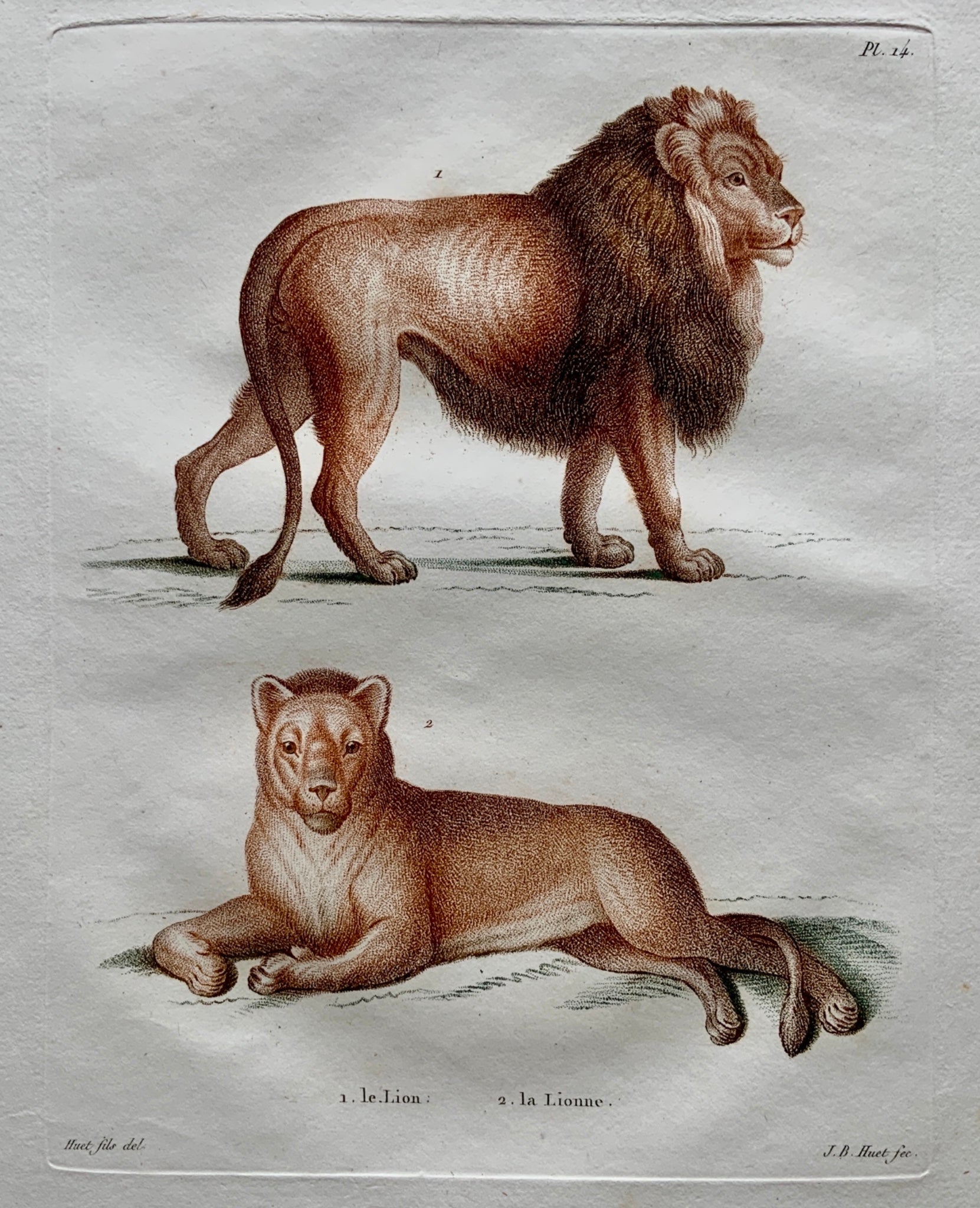Jean Baptiste Huet [1745-1811] LION Coloured stipple (crayon manner) - Mammals