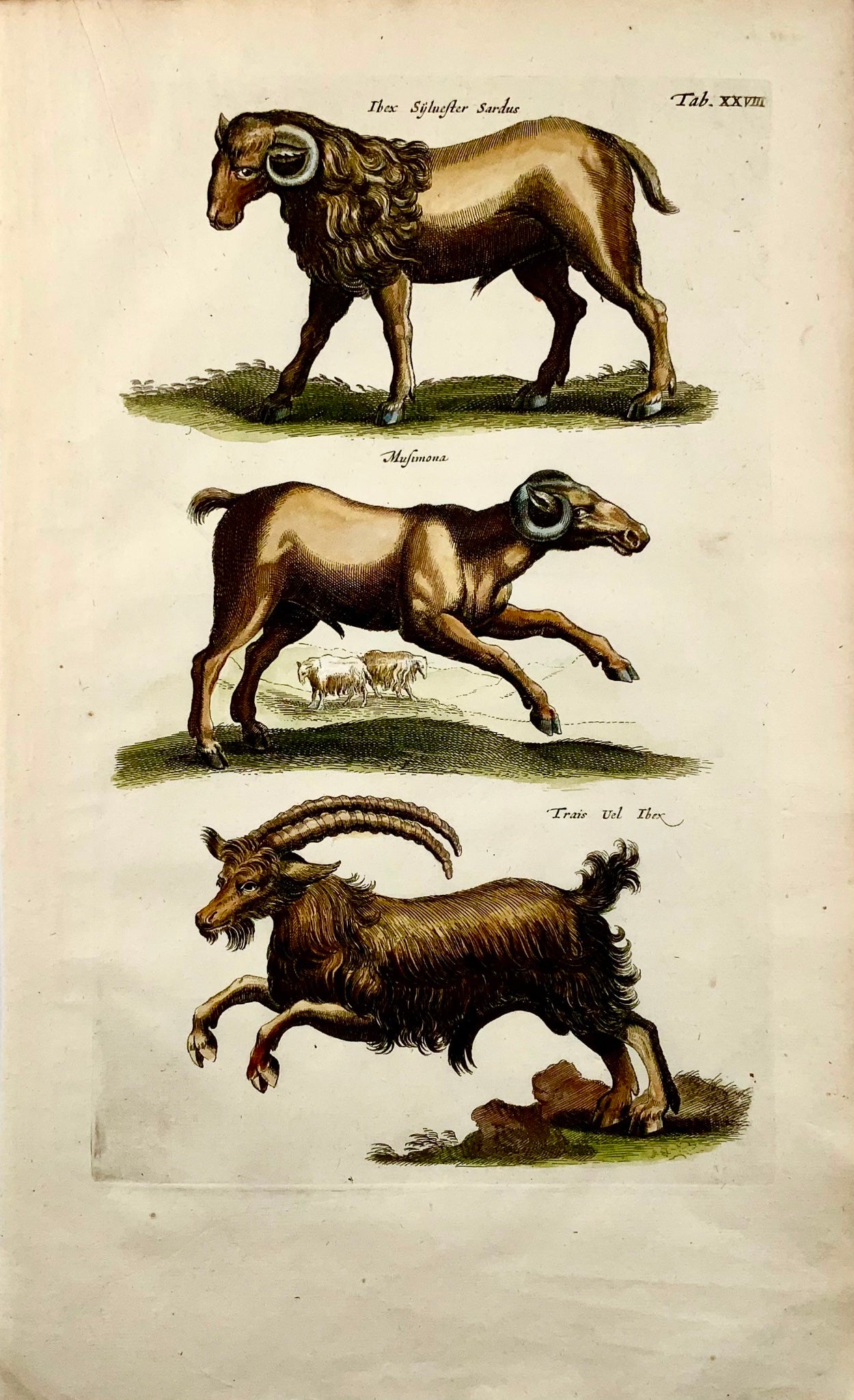 1657 Ibex, Mouflon, Goats, Matt. Merian, folio, hand coloured engraving, mammals