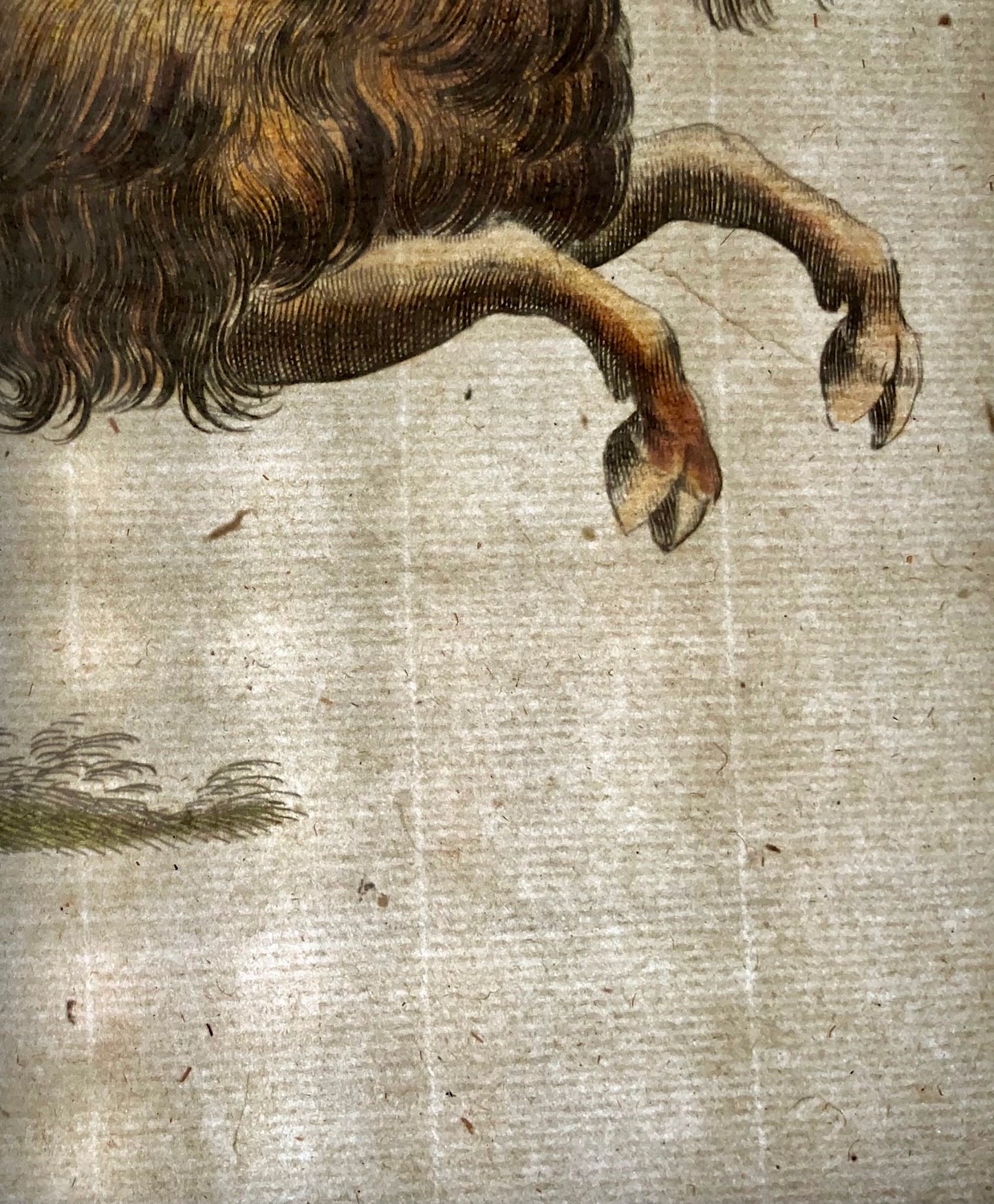 1657 Stambecco, Muflone, Capra, Matt. Merian, folio, incisione colorata a mano, mammiferi