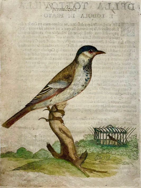 1622 Blue Tit, Ornithology, Ant. Tempesta; F. Villamena, Master Engraving