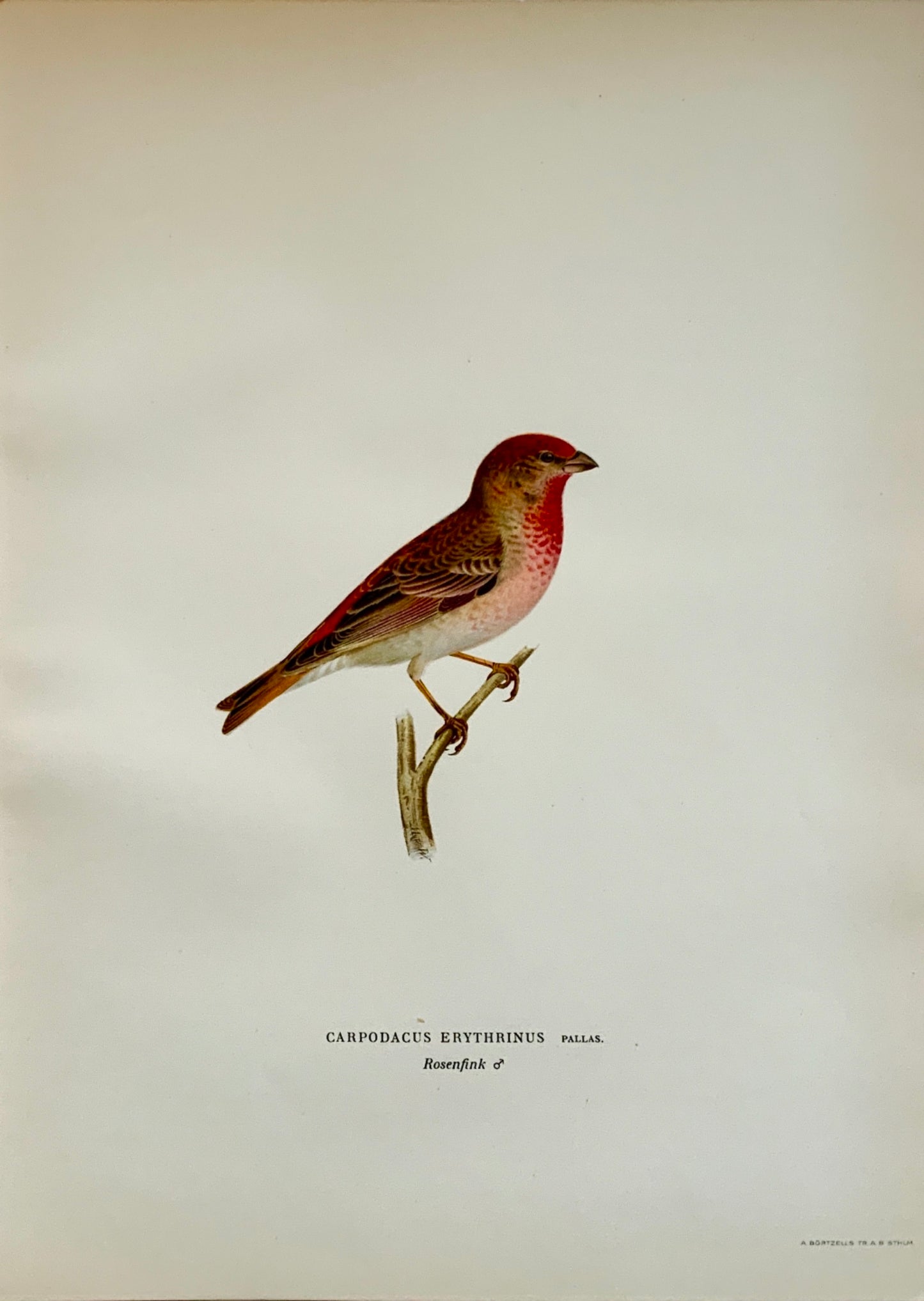 1918 Von Wright - CARPODACUS Rosefinch - Ornithology - Large Lithograph