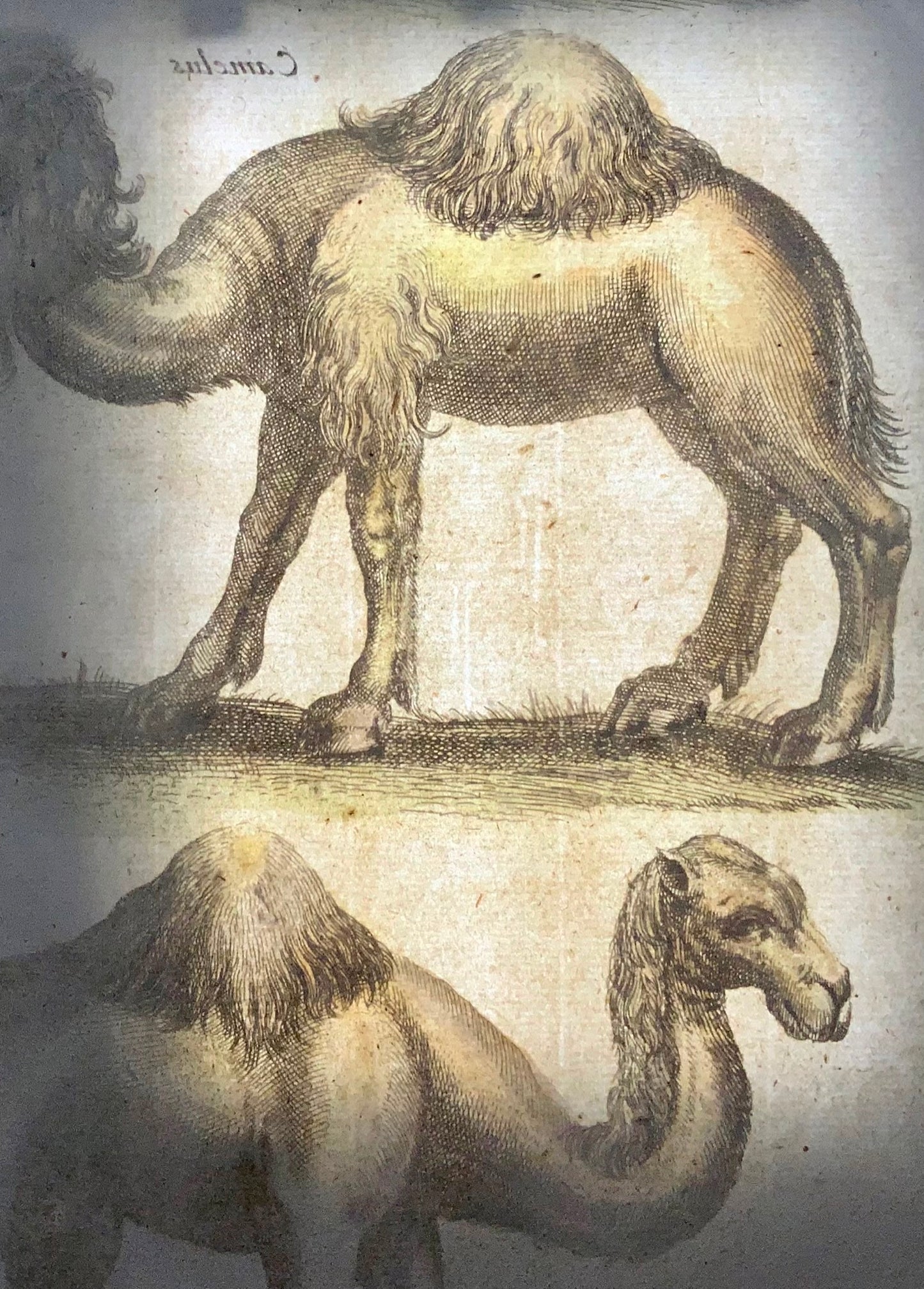 1657 Matthaus Merian, Dromedary Camels, Fine Folio in Hand Color