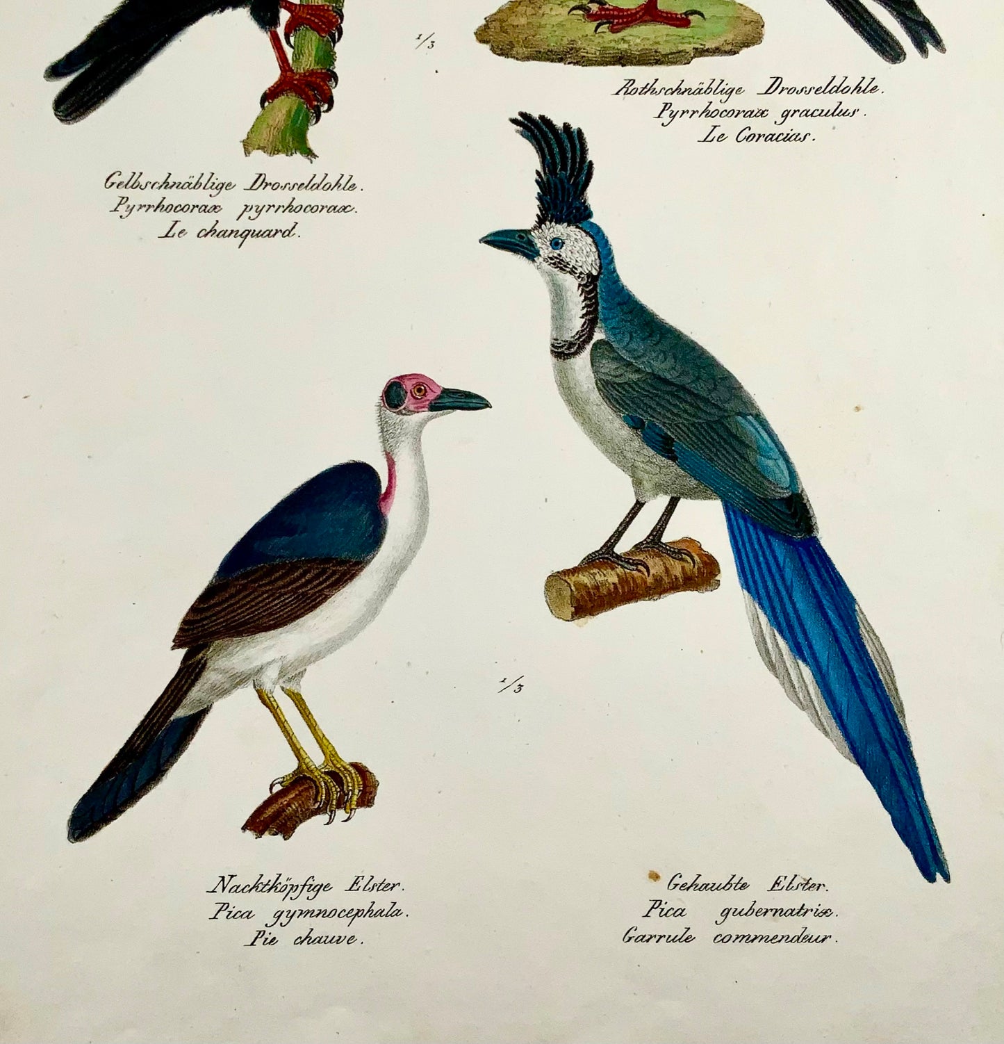 1830 Chough Corvidae - Ornithology Brodtmann hand coloured FOLIO lithograph