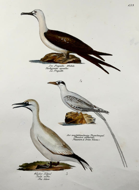 1830 Fregata, ornitologia esotica, Brodtmann, litografia in folio colorata a mano