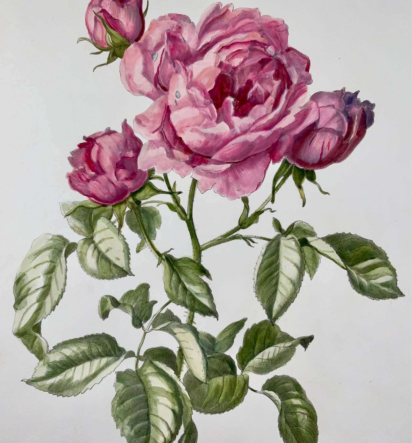 1860 Hartinger (b1806) Rose, Bournon, litografia in pietra da 35 cm, colorata a mano, bo