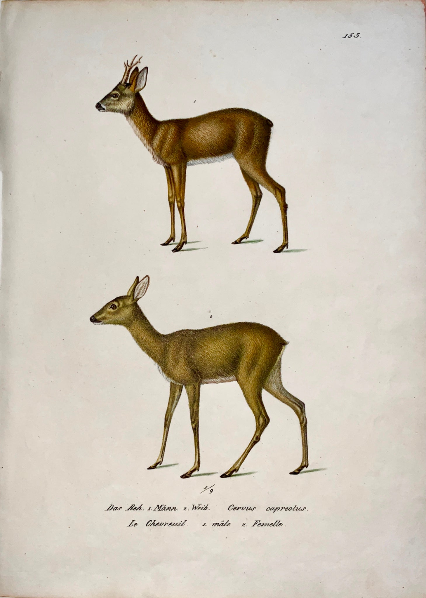 1824 DEER Cervus - K.J. Brodtmann hand coloured FOLIO lithograph - Mammals