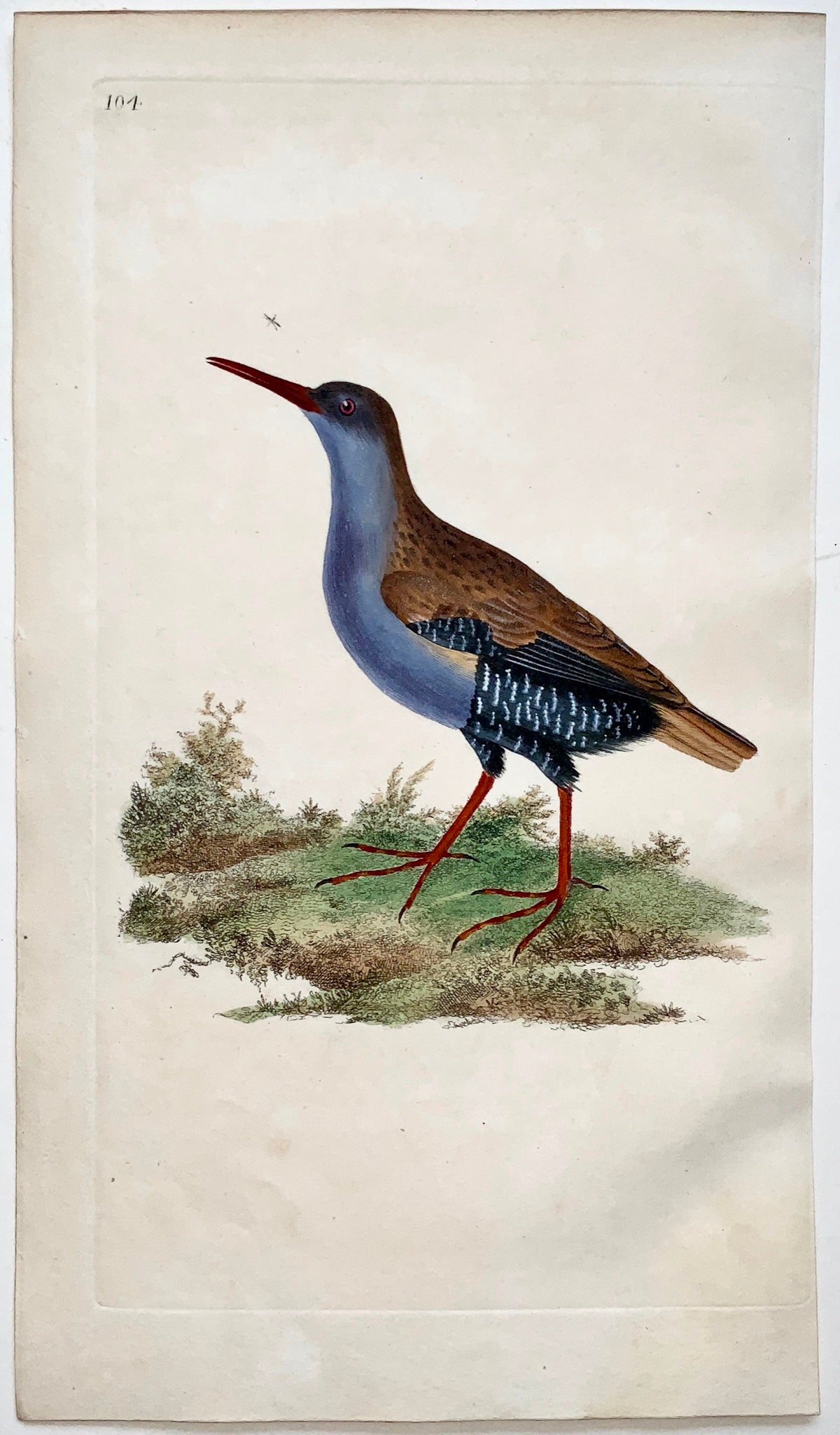 1794 Edward Donovan - WATER RAIL Ornithology - exquisite hand coloured copper engraving