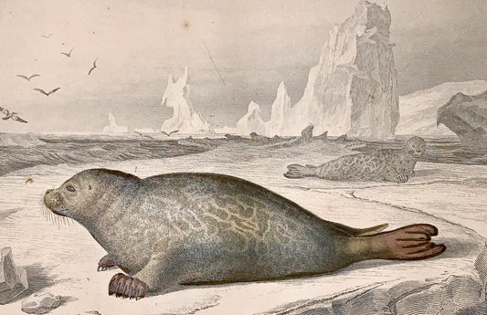 Edouard Travies [1809-1876] - SEAL - original hand colour - Mammals