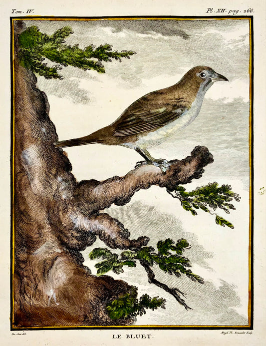 1779 de Sève - « Le Bluet » - Ornithologie - Gravure in-4 Grand Edn